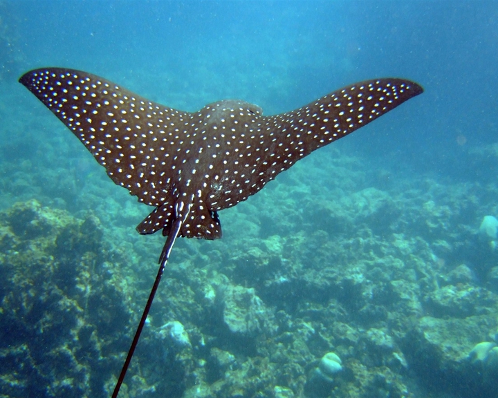 Under The Sea