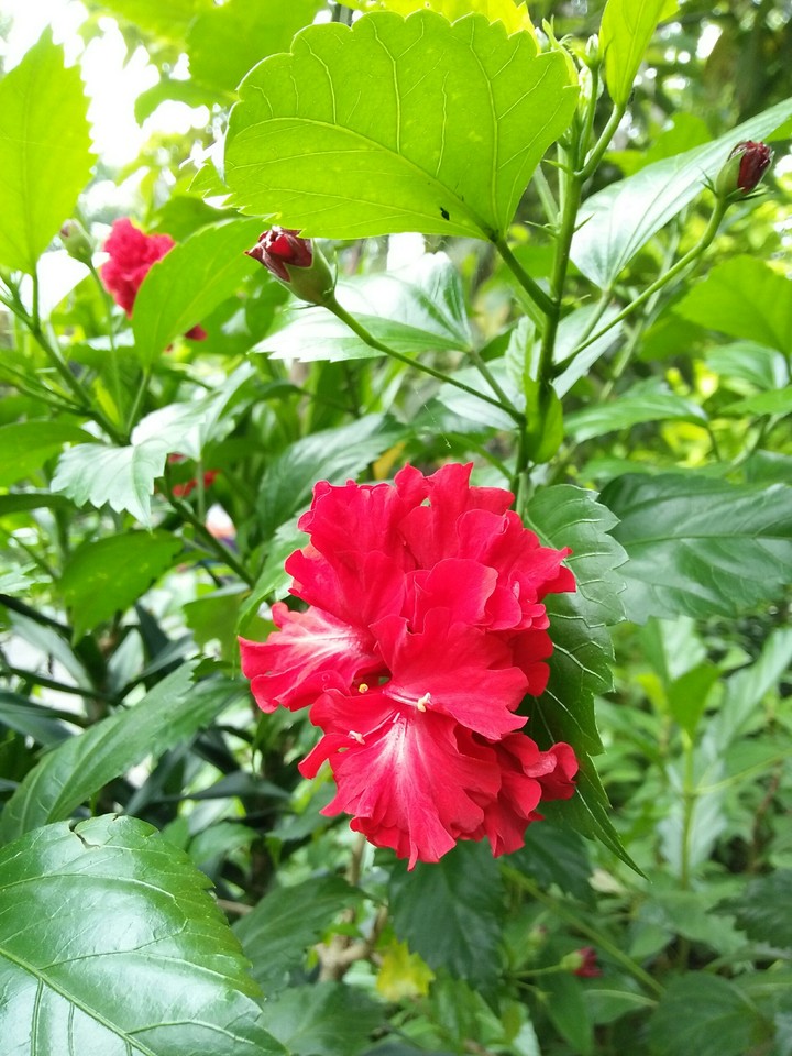 flower