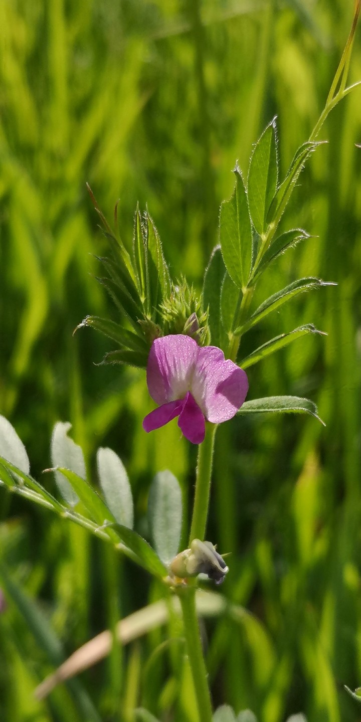 Futterwicken Blüte