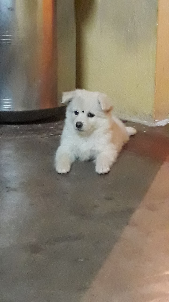 my pet