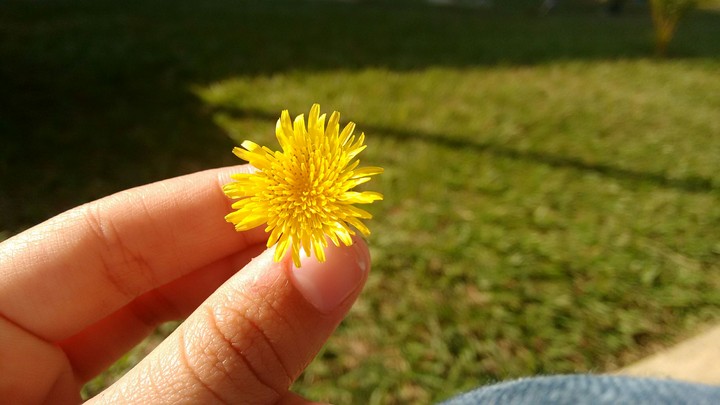 Flower ❤