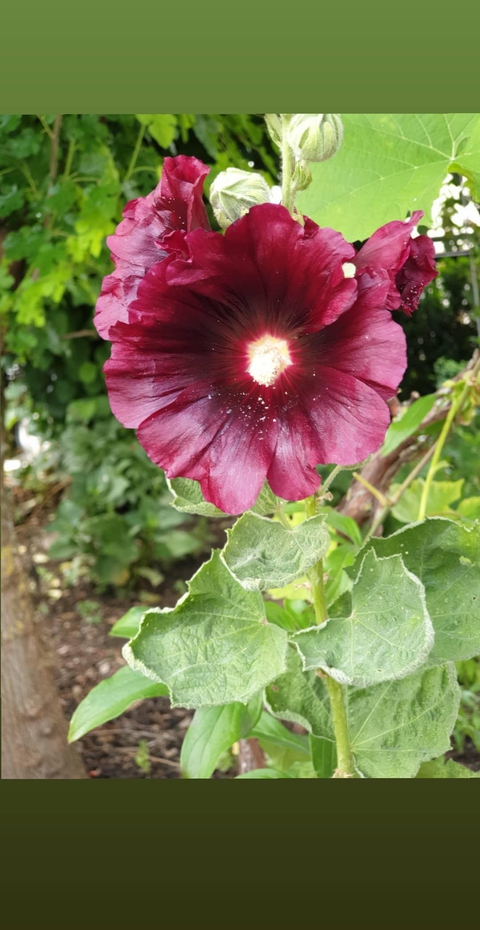 flower blume