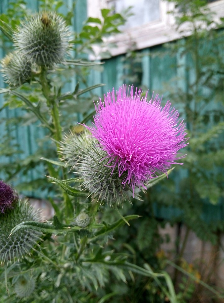 Beautiful weed