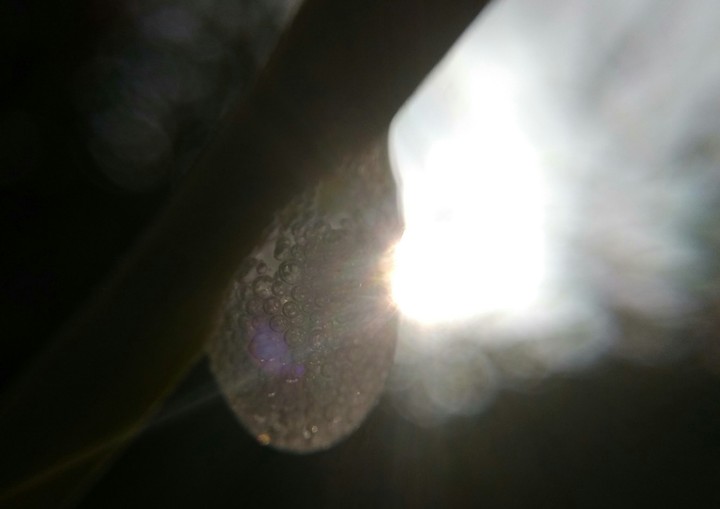 Nature's sweat