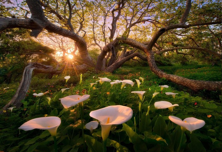 Meadow