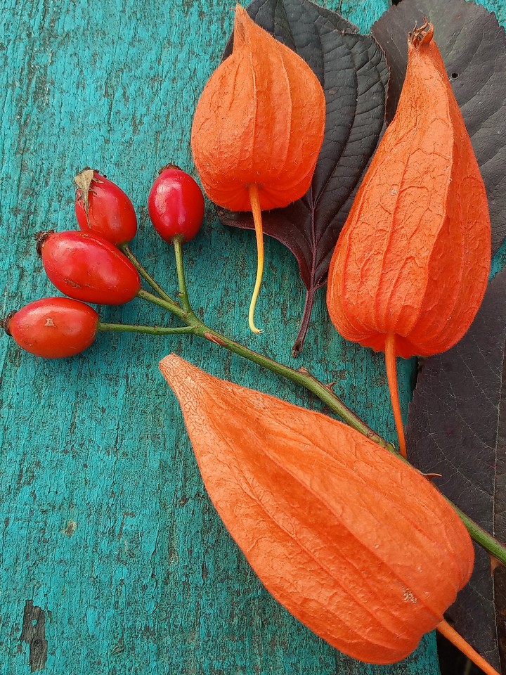 autumn stillife