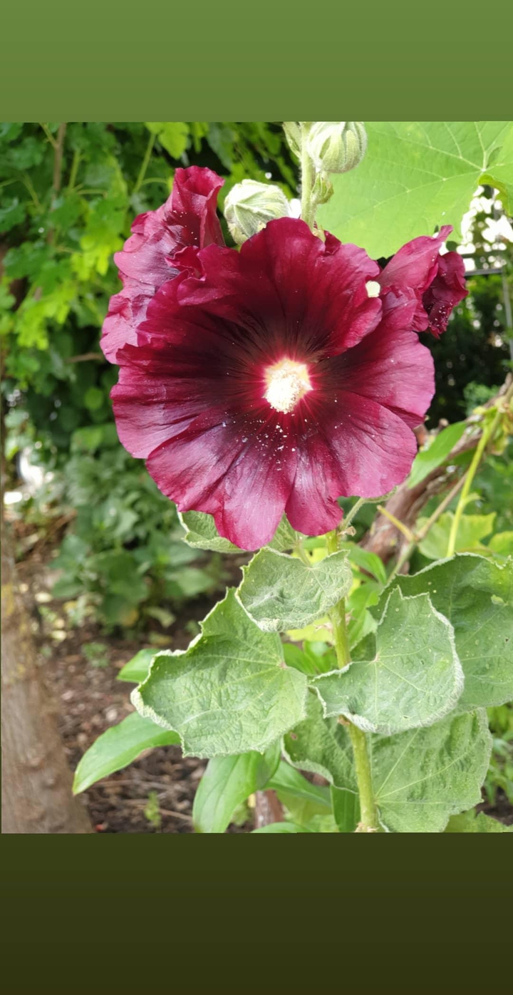 flower blume