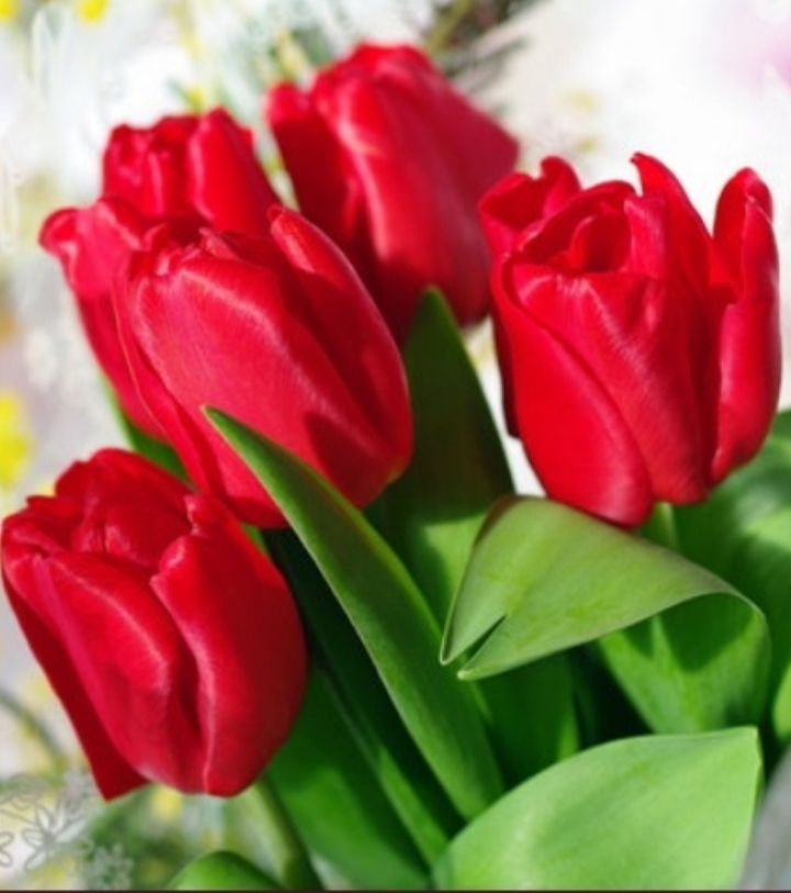 Y❤️    Red tulips