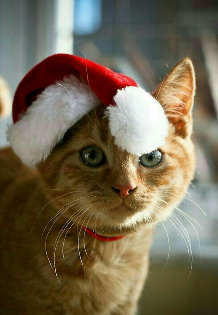 kitten
