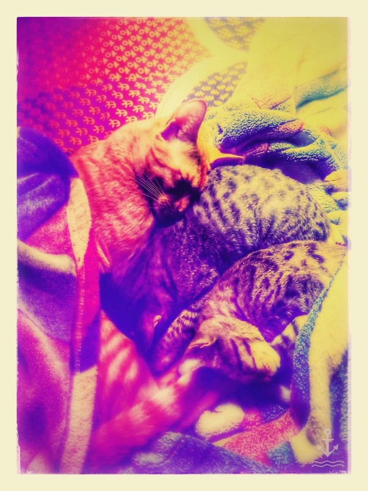 pets