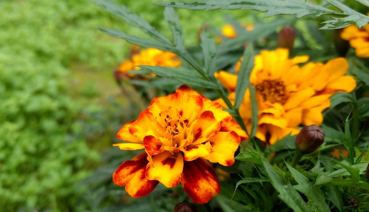 yellow-red