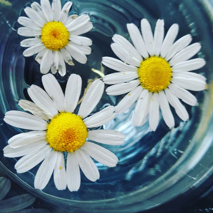 Flower beauty