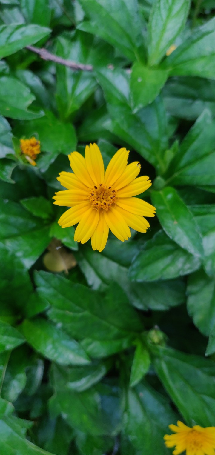 Kamlesh Gawali photography "Flower"