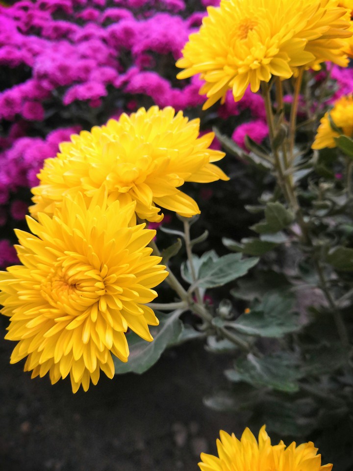 Flowers