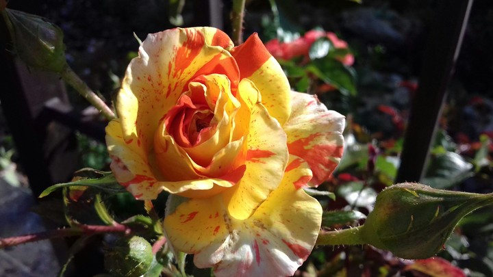 rose