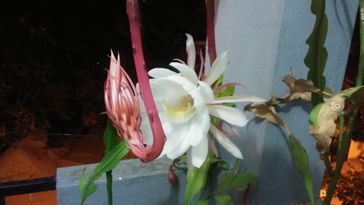 night flower