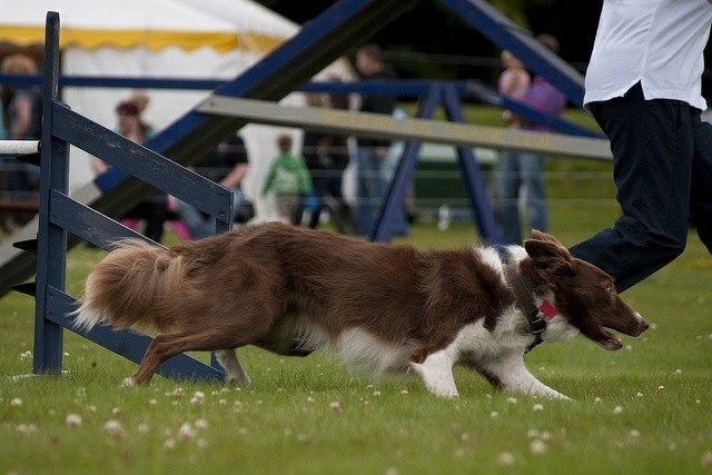 The Border Collie Because There Is No Better Dog