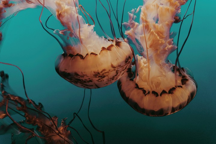 jellyfish