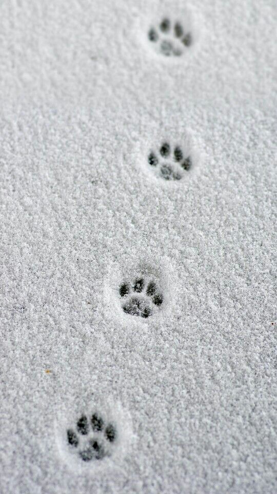 Steps