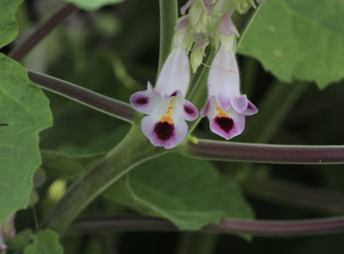 רקעים petal, orchid