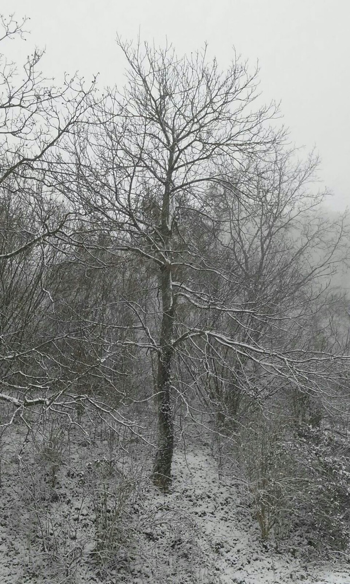 snow