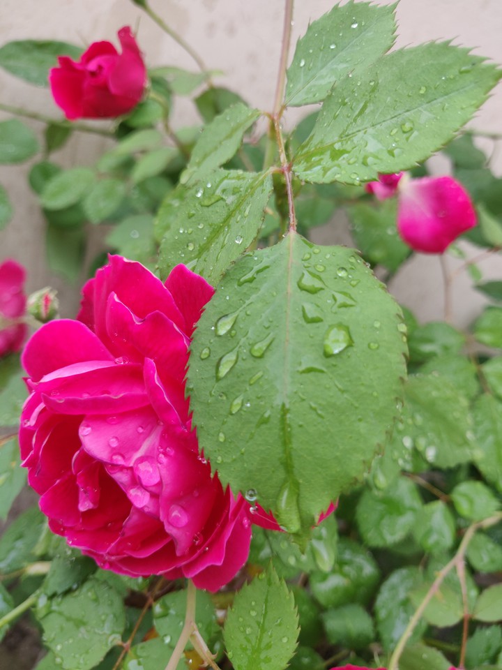 ROSE