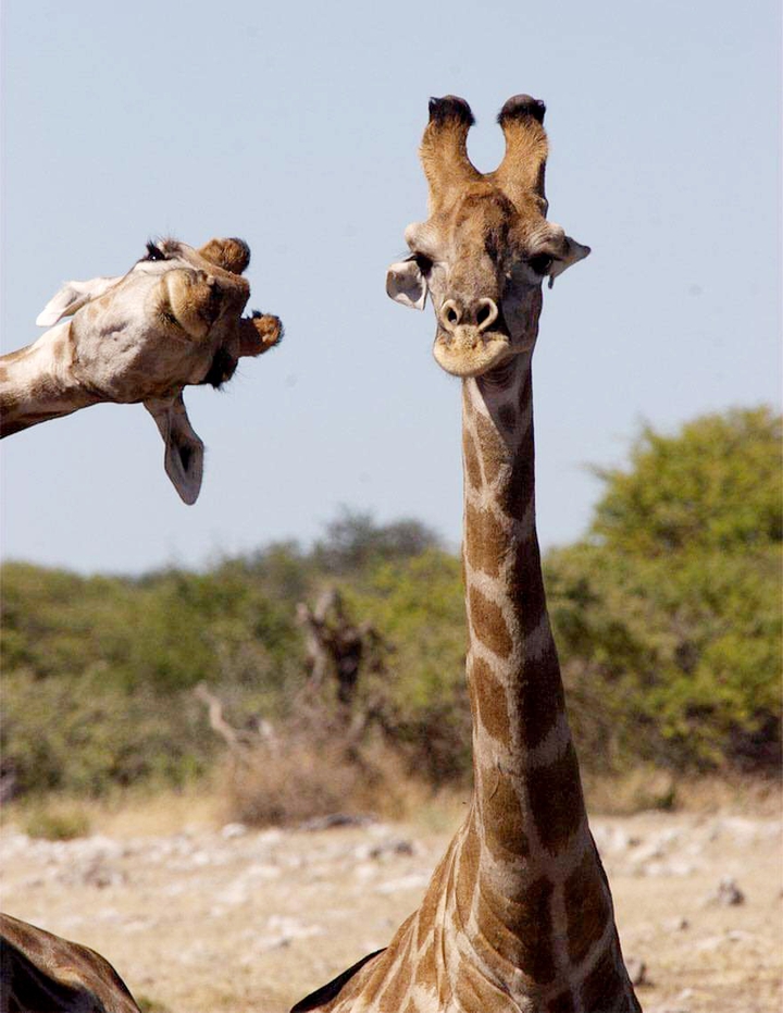 Animal