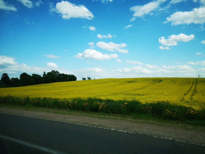 дорога, рапс, и небо