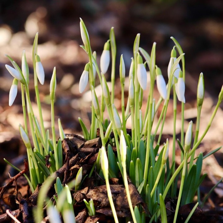 snowdrops