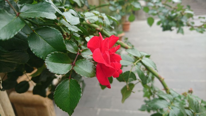 rose