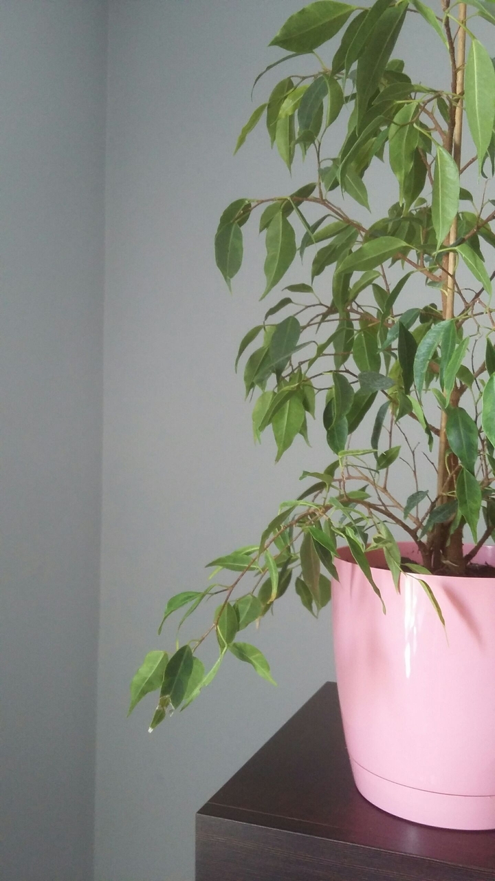 Green x Pink