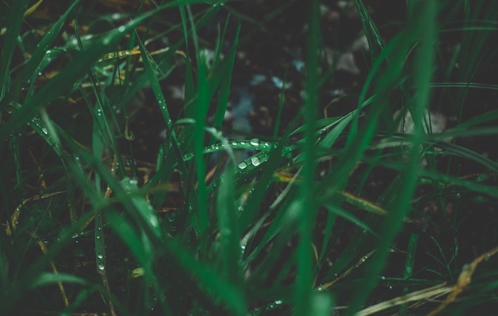 Waterdrops on Grass
