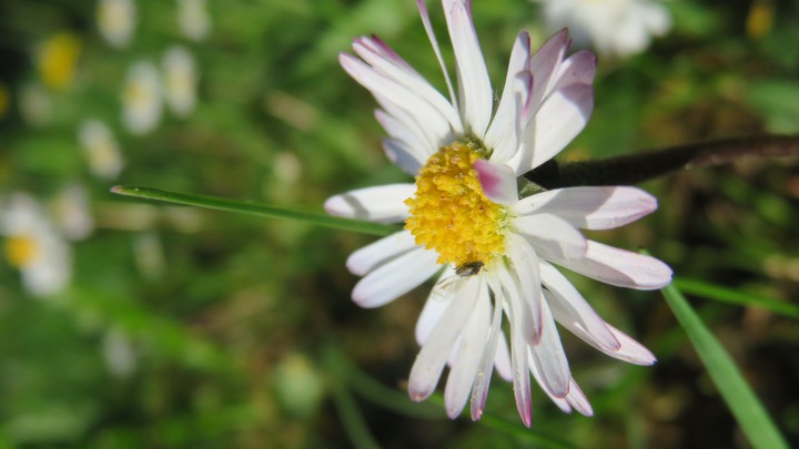 Gänseblümchen?/daisy