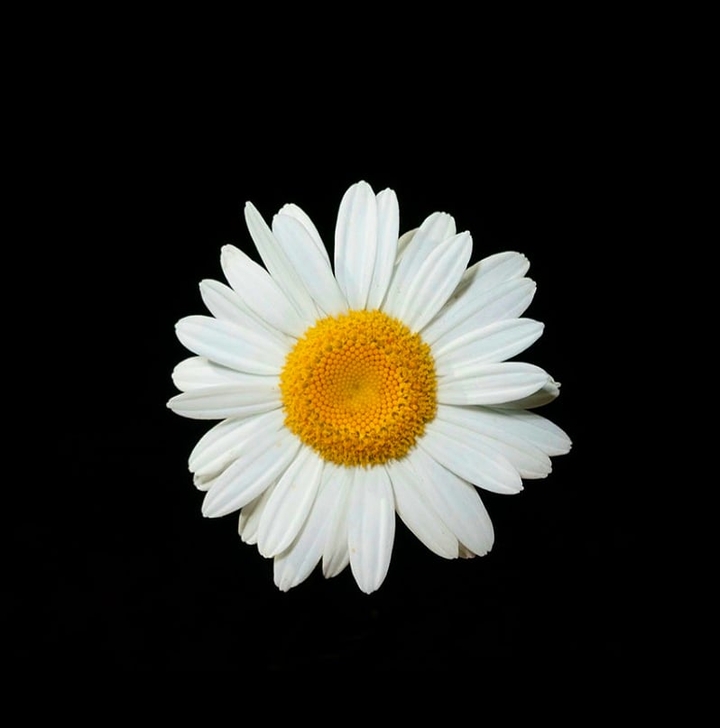 Daisy
