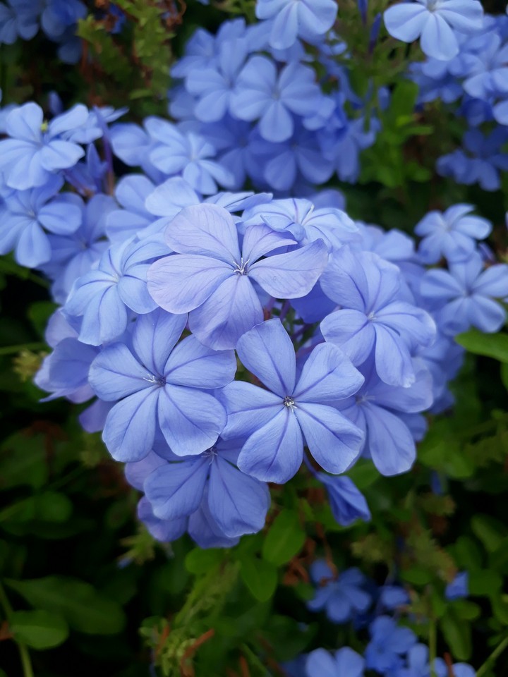 bluebushflower