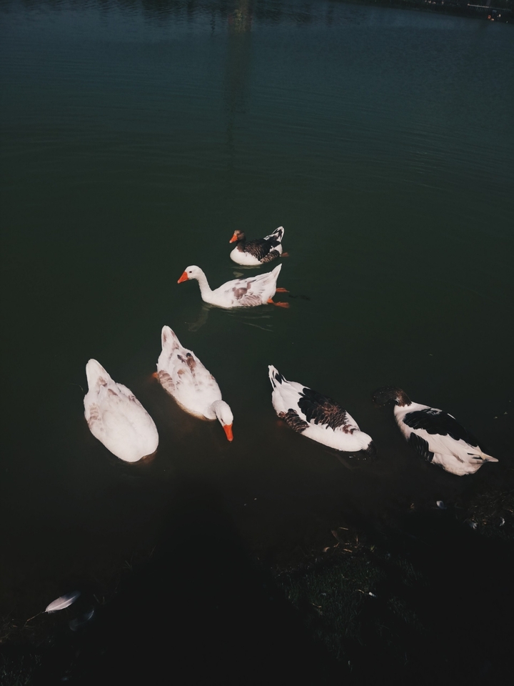 Ducks