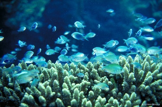 the ocean floor
