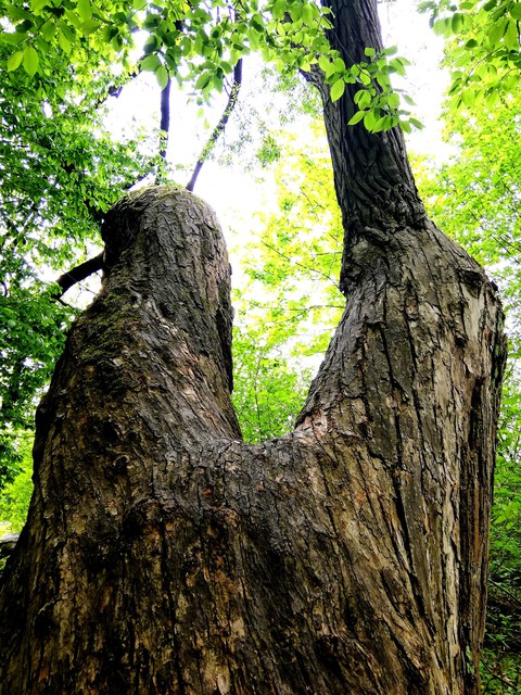 Natur