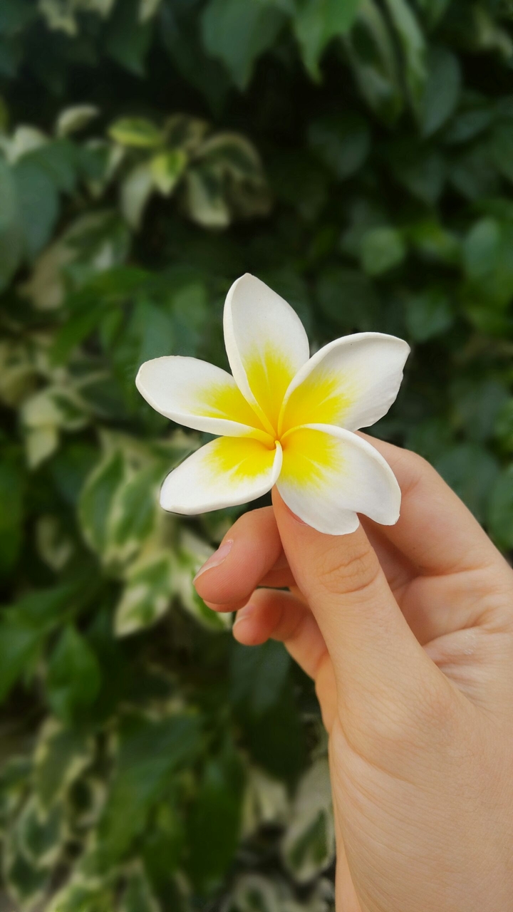 Little pretty flower