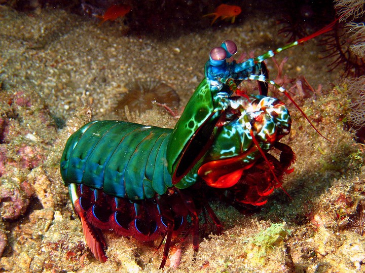 Mantis Shrimp