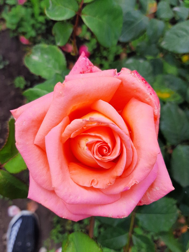 rose