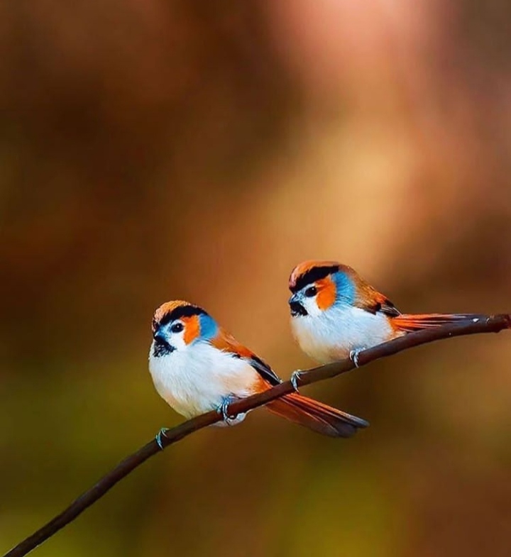 Birds