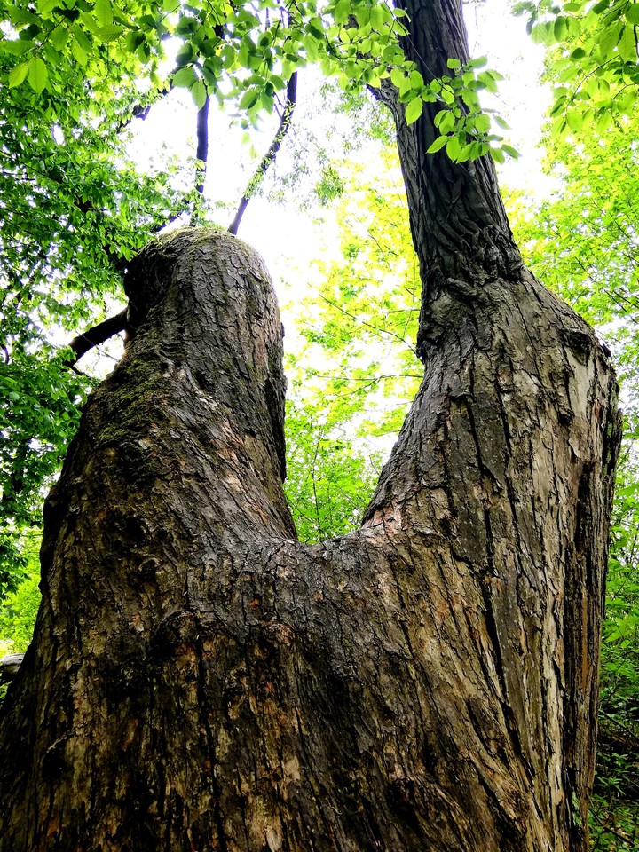 Natur