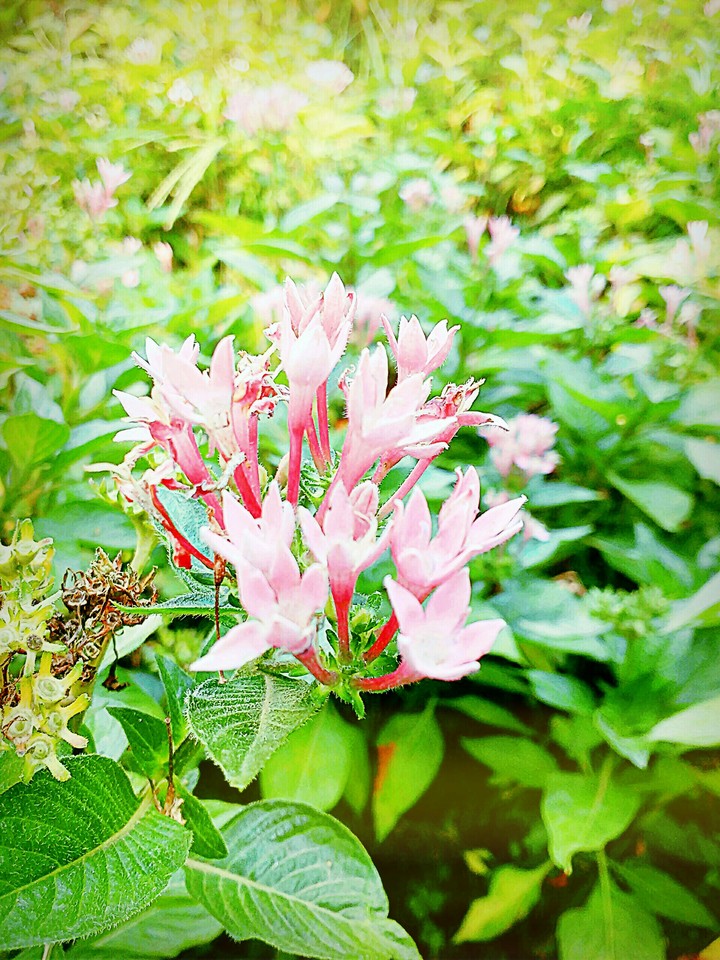 flower