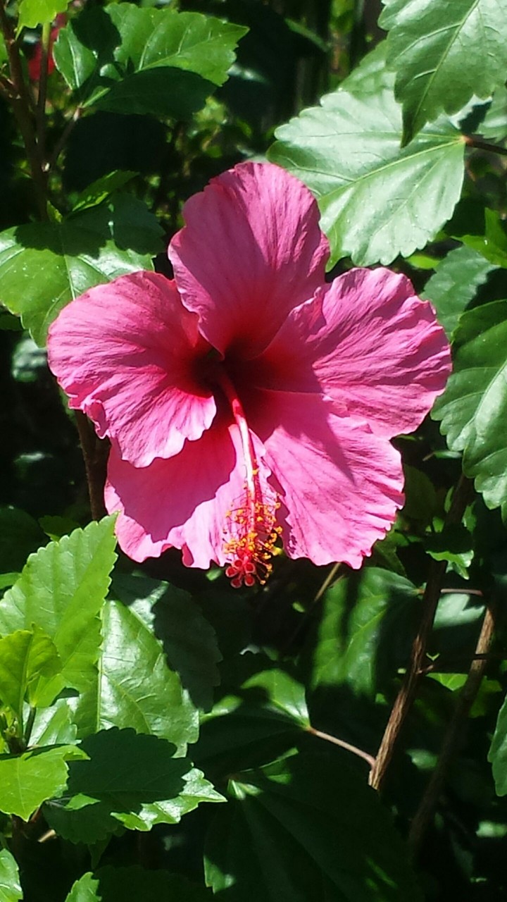 Flower of sweetness
