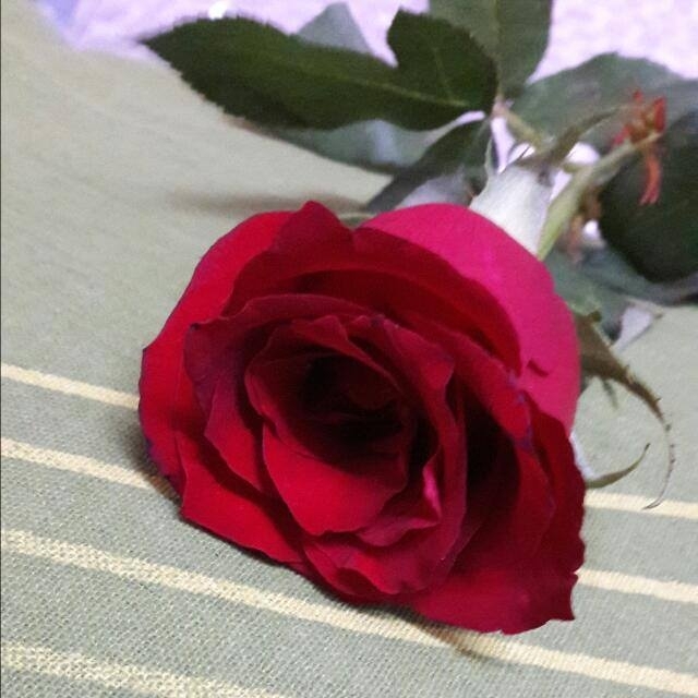 I love you rose