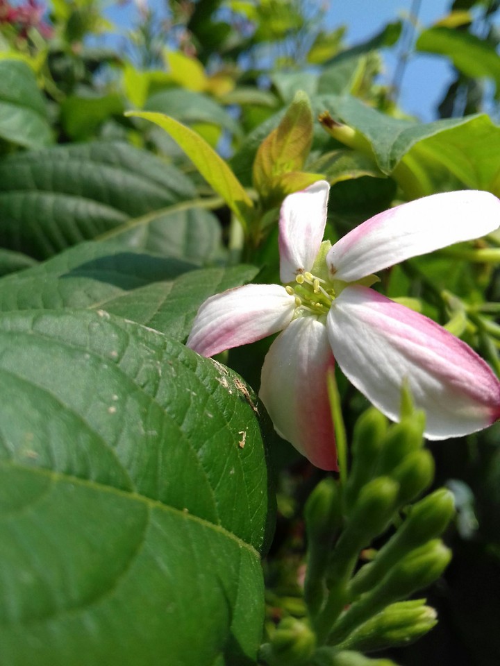 leaves