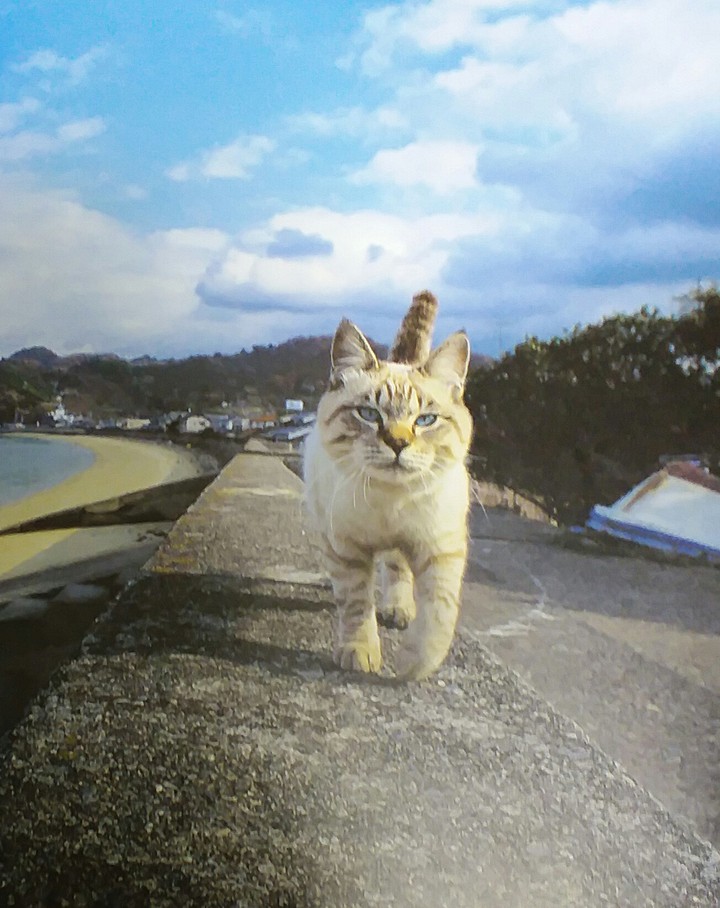 cat