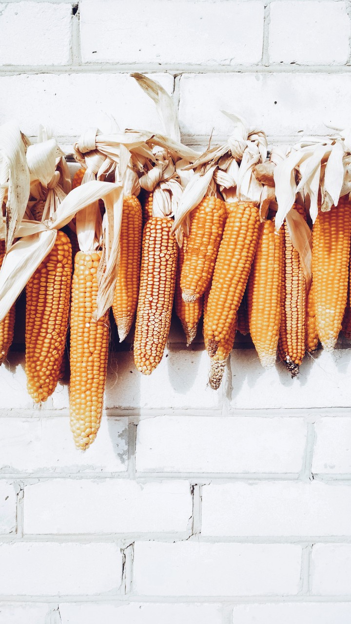 Harvest