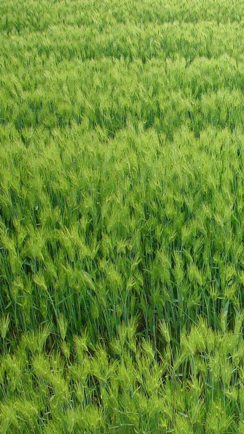grass